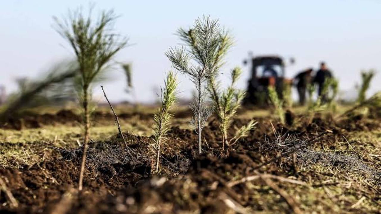 Более 32 тыс. га леса восстановили в Забайкальском краев в рамках нацпроекта «Экологическое благополучие» Более 32 тыс. га леса восстановили в Забайкальском краев в рамках нацпроекта «Экологическое благополучие»