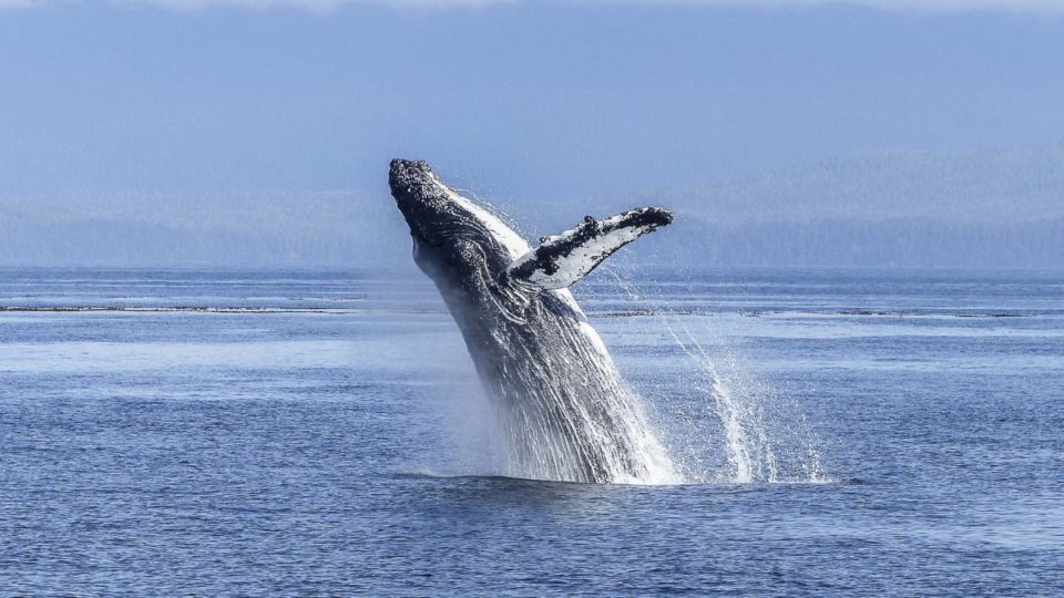 Китов, дельфинов и косаток запретили ловить в учебных и культурно-просветительских целях