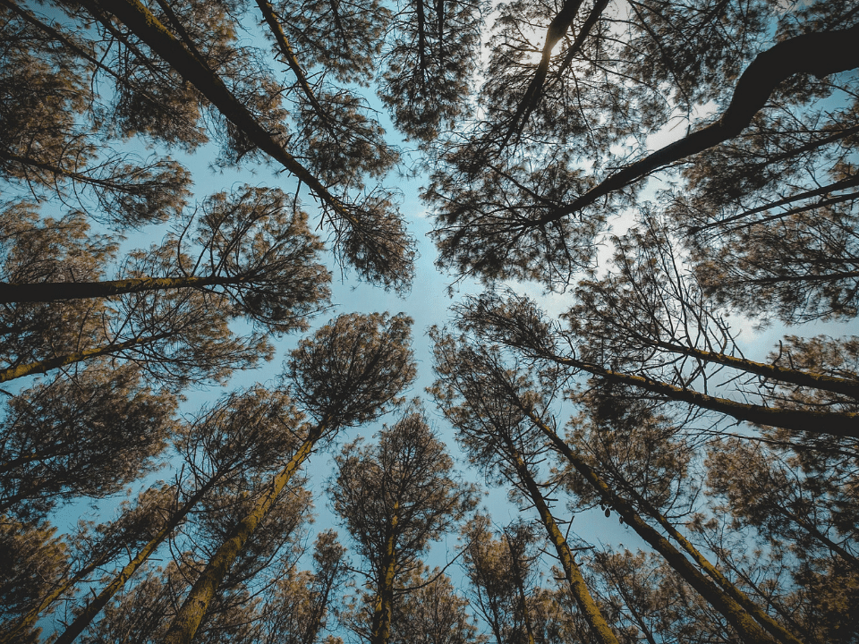 Леса охлаждают планету как минимум на 0,5 °C