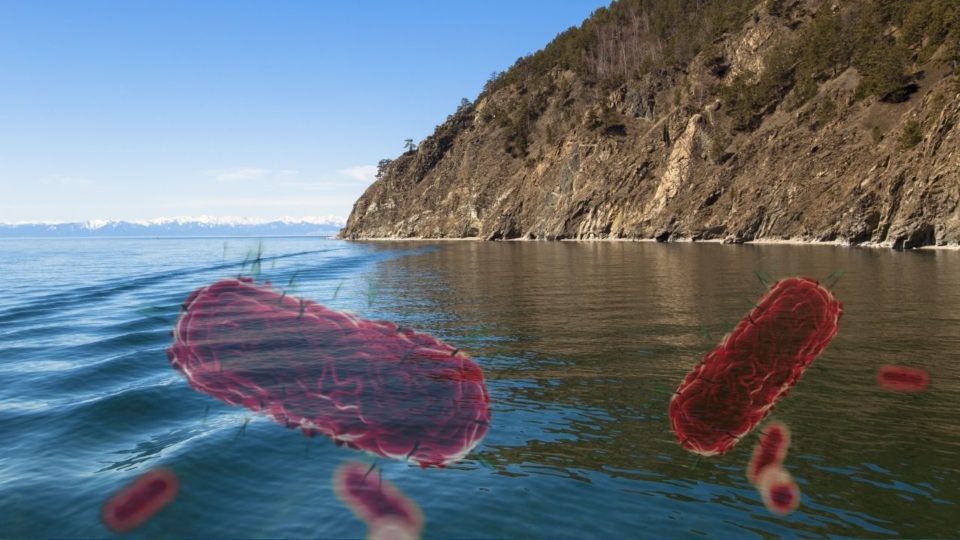 Содержание вредоносных бактерий в водах озера Байкал тысячекратно превышает допустимые нормы