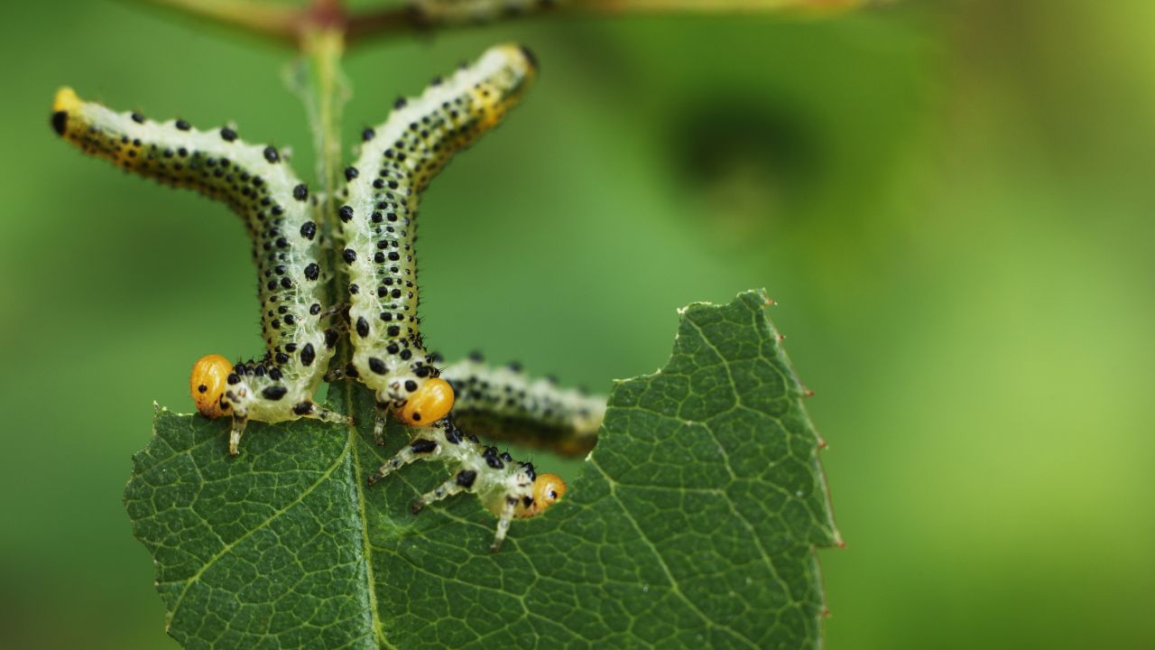 В 2024 году в 18 регионах России проведут обработку лесов от вредителей В 2024 году в 18 регионах России проведут обработку лесов от вредителей